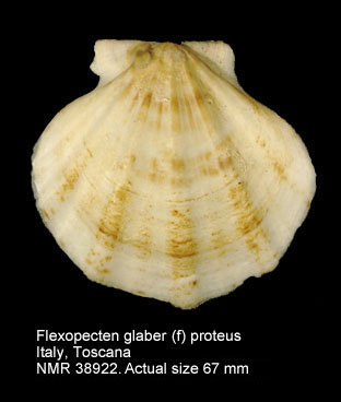 Flexopecten glaber (f) proteus.jpg - Flexopecten glaber (f) proteus(Dillwyn,1817)